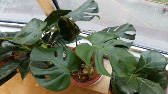 龟背竹养了半年 长的不是很快