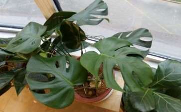 龟背竹养了半年 长的不是很快 怎么办