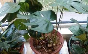 龟背竹用营养土 还是用纯泥土 怎么办