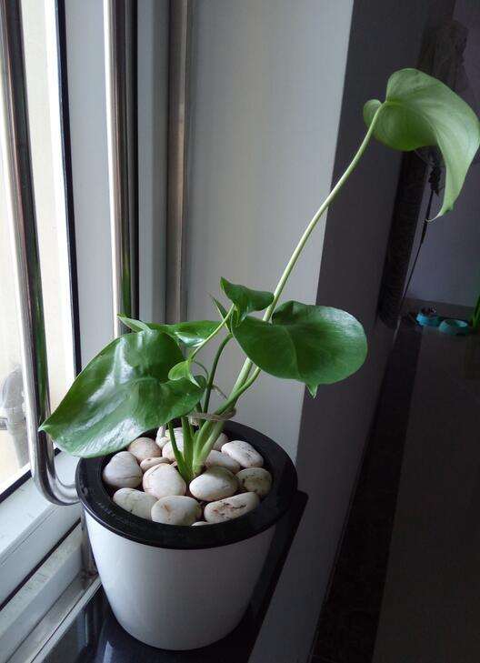 龟背竹茎和叶子都变很小了