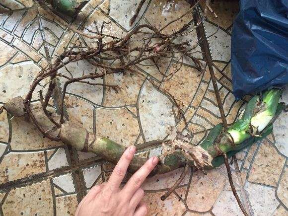 在山上挖的野生龟背竹