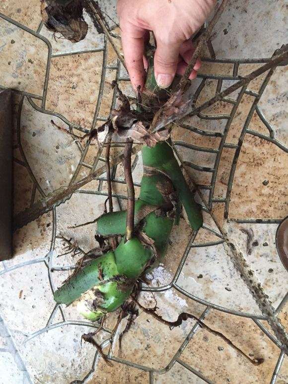 在山上挖的野生龟背竹