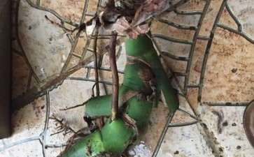 在山上挖的野生龟背竹 怎么样 图片