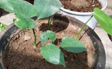 龟背竹怎么叶子这么小 不长高 怎么办