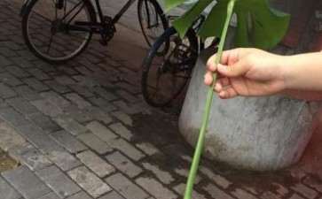 龟背竹怎么扦插 怎么能养活 图片