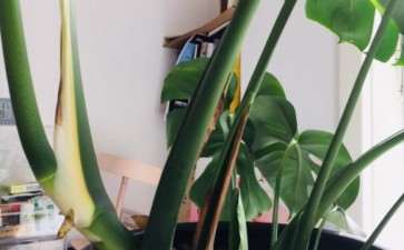 夏天的龟背竹越张越歪 怎么办 图片