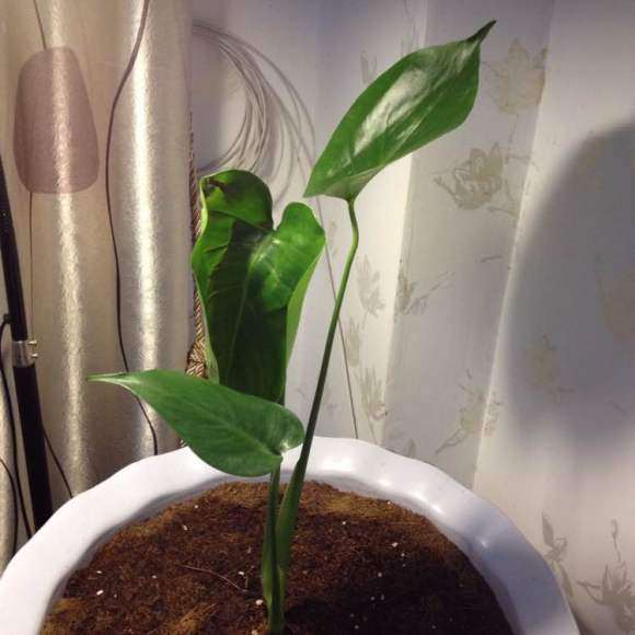 龟背竹种了2个星期