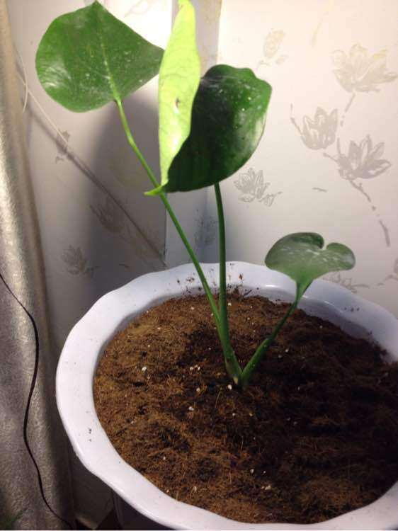 龟背竹种了2个星期