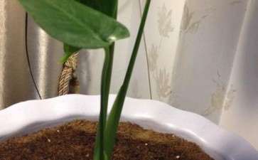 龟背竹种了2个星期 怎么不生长 图片