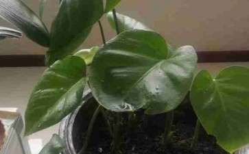 龟背竹拿新长的叶子不开背 怎么办 图片