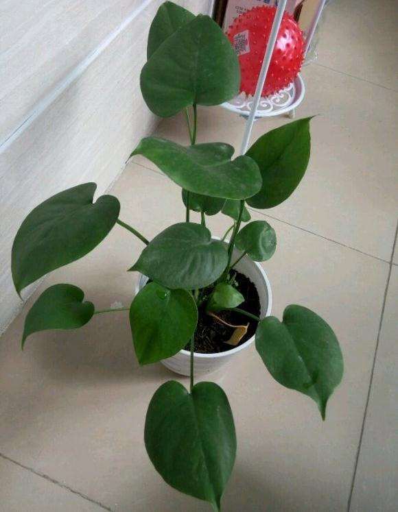 龟背竹养了4年像大号的绿萝