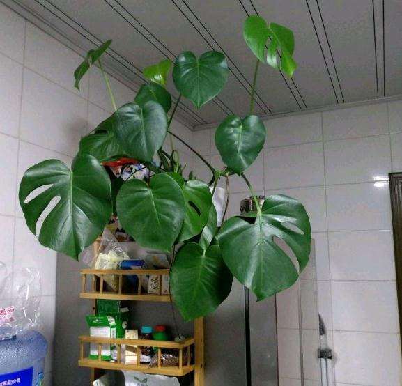 龟背竹养了4年像大号的绿萝