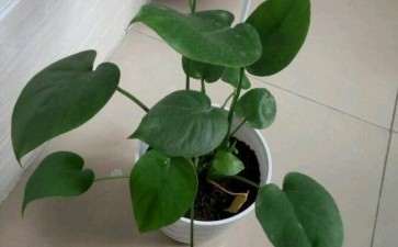 龟背竹养了4年像大号的绿萝 怎么办