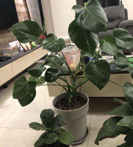 龟背竹缺光 徒长了 怎么办