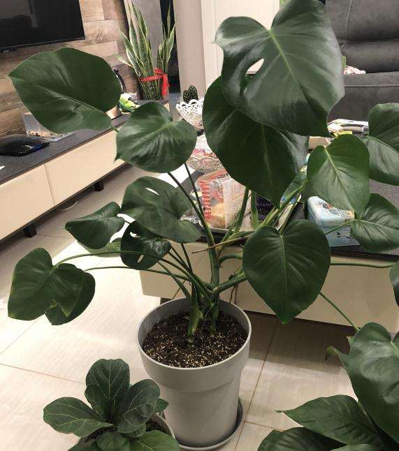 龟背竹缺光 徒长了 怎么办