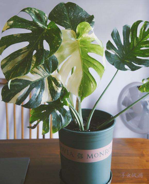 龟背竹叶子长到这么大