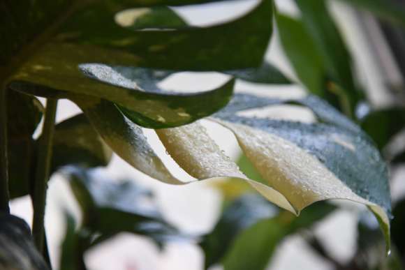 龟背竹叶子长到这么大