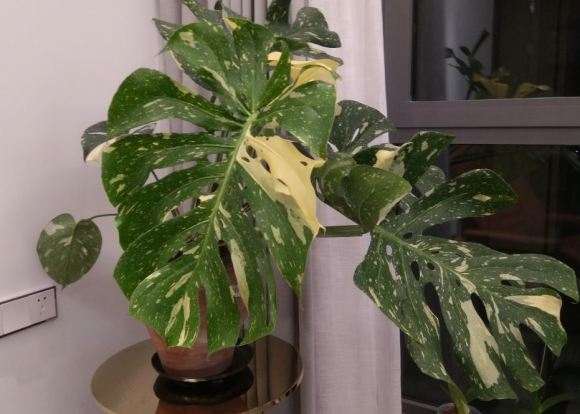 龟背竹叶子长到这么大