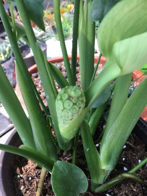 为什么一年的龟背竹开花了