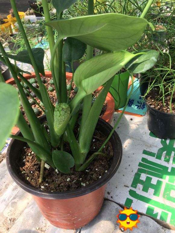 为什么一年的龟背竹开花了