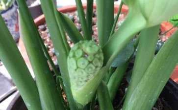 为什么一年的龟背竹开花了 不奇怪