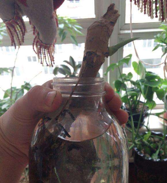 龟背竹的茎泡在水里