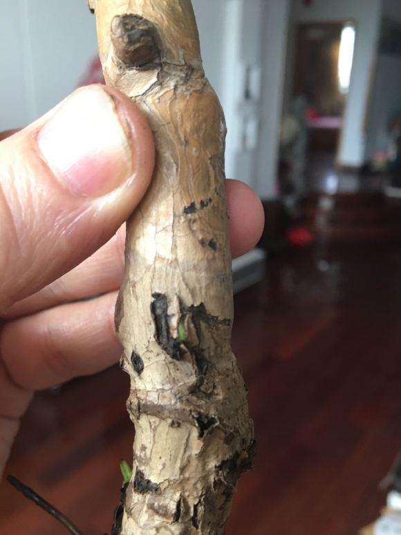 龟背竹的茎泡在水里