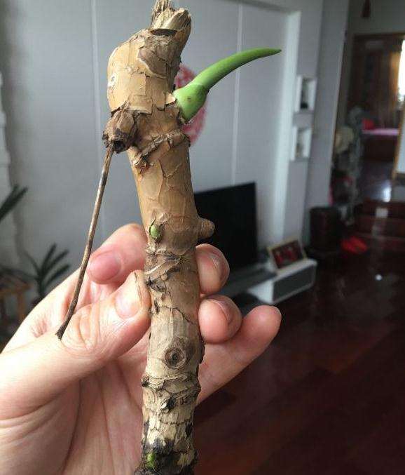 龟背竹的茎泡在水里