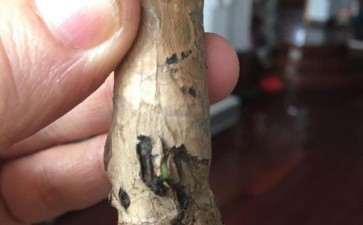 龟背竹的茎泡在水里 出了四个小芽 图片