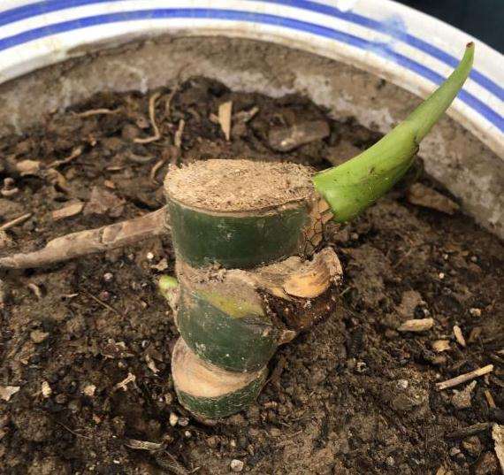 砍头后的龟背竹怎么成长的过程