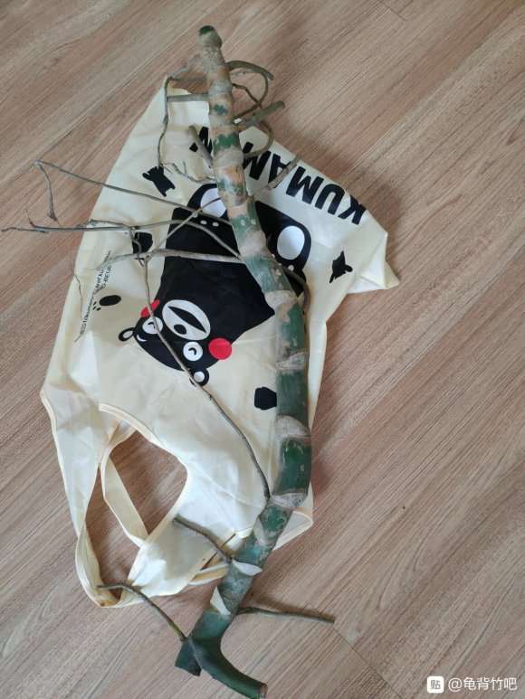 龟背竹能直接栽种到土里吗