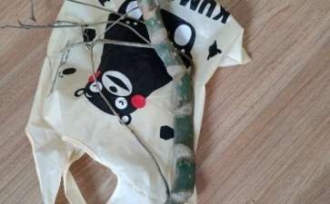 龟背竹能直接栽种到土里吗 图片