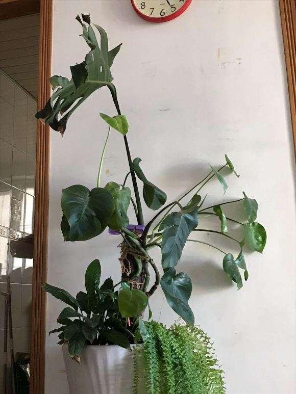 龟背竹叶子越来越小 怎么办 图片