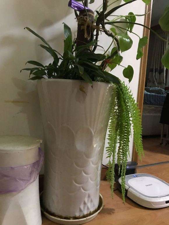 龟背竹叶子越来越小 怎么办 图片