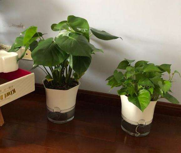 龟背竹养了1个月 还有救吗