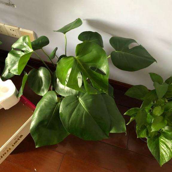 龟背竹养了1个月 还有救吗