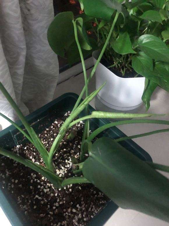 龟背竹养了1个月 还有救吗