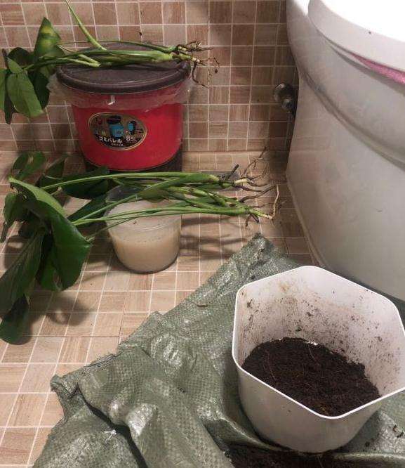 龟背竹养了1个月 还有救吗