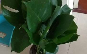 龟背竹养了1个月 还有救吗 图片