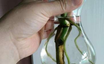 水培的龟背竹可以直接上盆土培吗