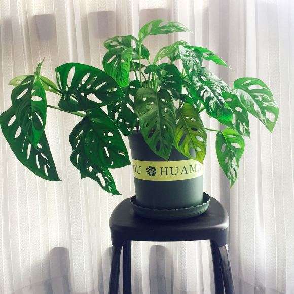 为什么还是仙洞龟背竹好养活