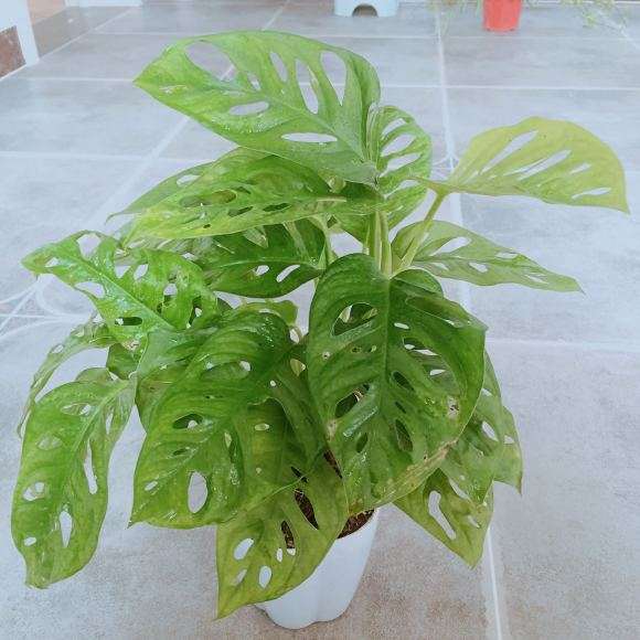 为什么还是仙洞龟背竹好养活