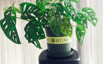 为什么还是仙洞龟背竹好养活 图片