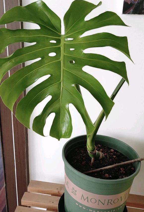 为什么龟背竹了长得太太慢了