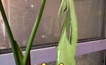 为什么龟背竹了长得太太慢了 图片