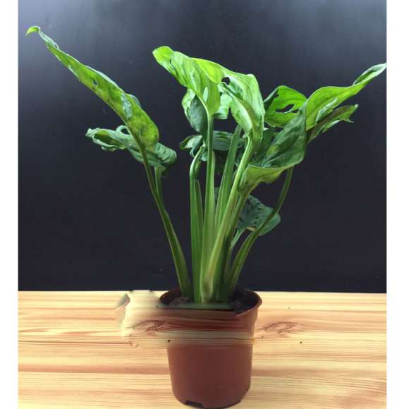 这个是不是假的龟背竹