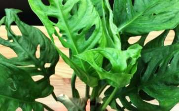 这个是不是假的龟背竹 怎么区别 图片