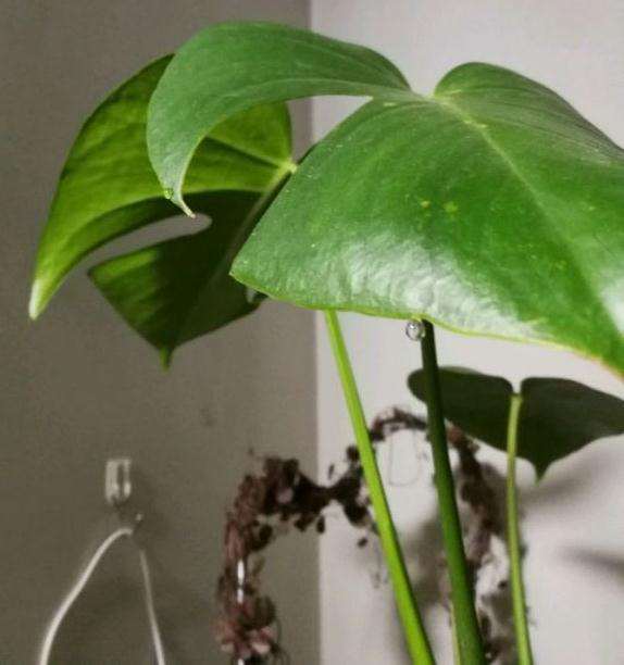 龟背竹的叶子会出水吗