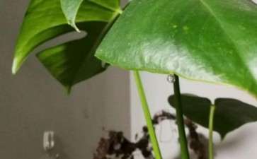 龟背竹的叶子会出水吗 有毒吗 图片