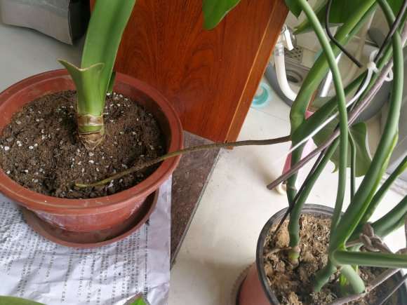 龟背竹这个根也太长了